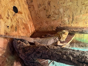 bartagame männlich 4 jahre 