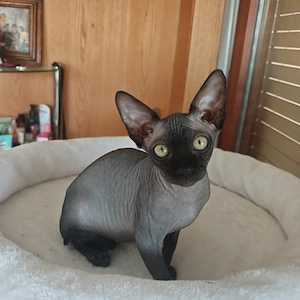 Canadian Sphynx-Kitten Mädchen 