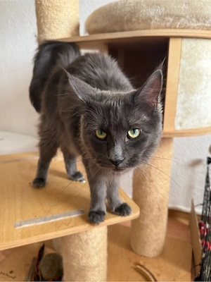 Main Coon Katze