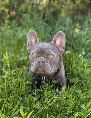 Französische Bulldogge Hündin