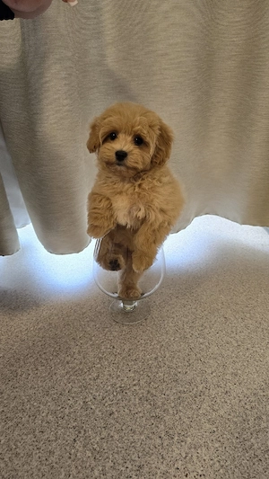 Maltipoo F1 