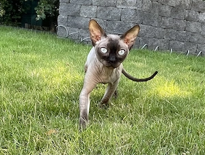 Sphynx Kater unkastriert, 1,7 Jahre alt 
