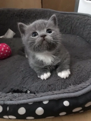 BKH Kitten 