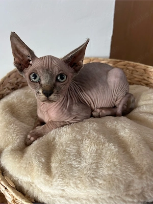 Sphynx Kitten 