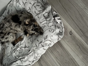 Australian Shepherd  mischling 