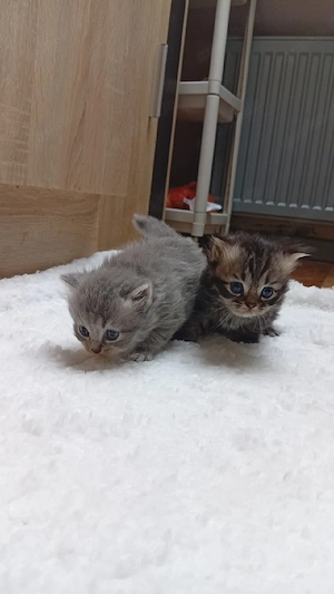 Bkh   perser maine coon kitten