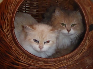Sibirisches Katzenpärchen, privater Notfall