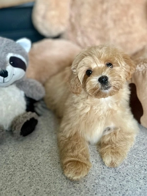 Maltipoo F1 