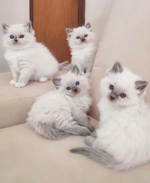 Wunderschöne Ragdoll-Kätzchen
