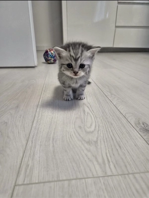 BKH kitten zu verkaufen 6 stück 3 mänlich 3 weiblich 