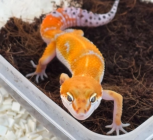 Leopardgecko Männchen 2026 Electric Mandarine cross