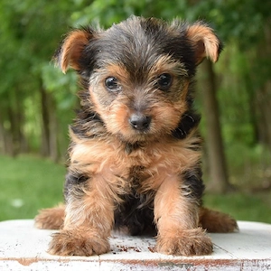 Wunderschöne Yorkshire Terrier Welpen (Yorkies) zu verkaufen   Deutschland       