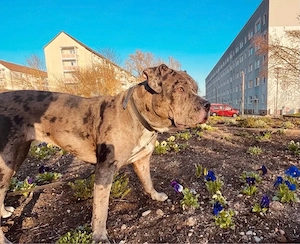 Verkaufe American bully xl Hündin