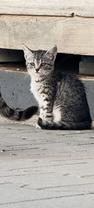 Hauskatzen
