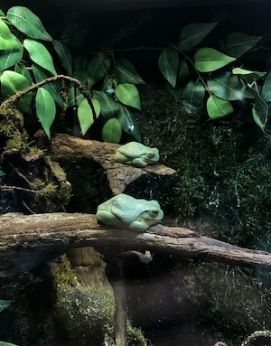 Aufnahme von Reptilien,Spinnen & anderen Terrarientieren