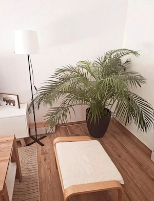 Topfpflanze Palme