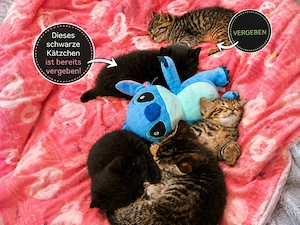Wunderschöne BKH-Mix Kitten suchen ein liebevolles Zuhause   