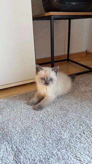 Wunderschöne BKH Blue Point Kitten
