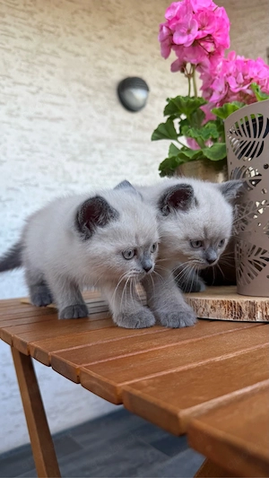 Wunderschöne BKH Blue Point Kitten