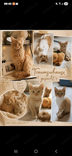 Noch 2 zuckersüße Maine Coon Mädels suchen Traumzuhause 