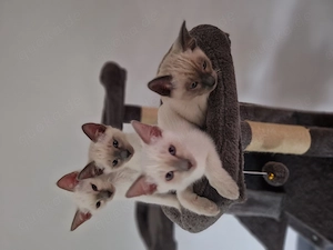 Siam reintassig Kitten Kater Katze 
