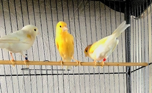 Kanarienvögel Rot Mosaik 