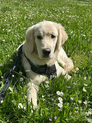Golden Retriever Rüde, 8 Monate alt, sucht liebevolles Zuhause