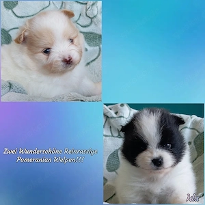 Zwei Wunderschöne Reinrassigen Pomeranian