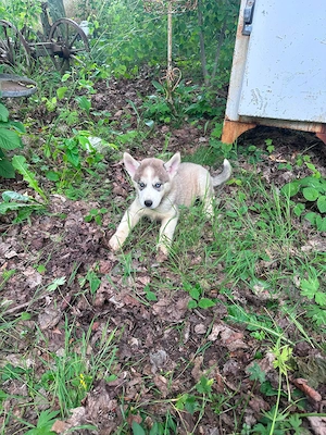 Süße Husky Malamute Welpen suchen ihr Traumzuhause