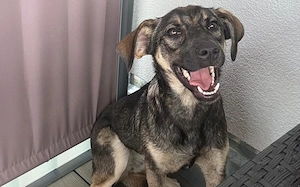 Kira sucht ihre Familie