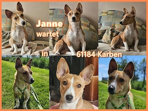 Janne ist ein tolles aktives Hundemädel  und wartet auf ihre Familie in 61184 Karben