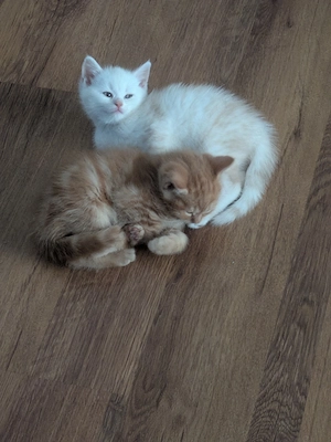 Süßer Kater sucht ein Zuhause 