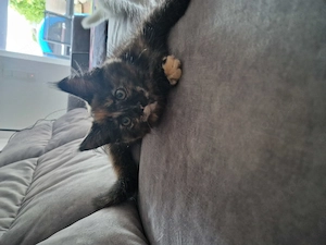 Hübsches Maine coon Mädchen Schildpatt Tortie sucht absofort ein liebevolles Zuhause 