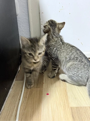 verkaufe meine BKH kitten mix 