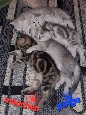 Reinrassige BKH Kitten 