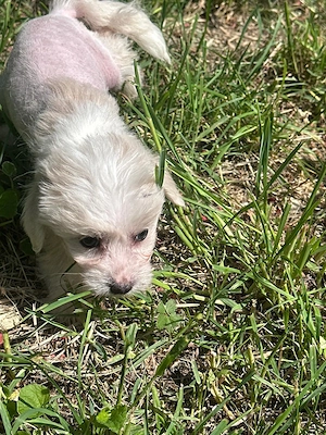 Süße Chinesische Schopfhund Welpen (Chinese Crested) suchen ihr Traumzuhause mit blauen Augen
