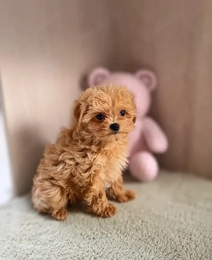 Wunderschöne Maltipoo-Welpen