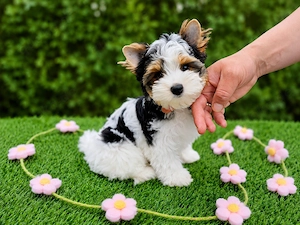 Luxuriöser und reinrassiger Biewer Yorkshire Terrier Rüde-Welpe "Blue" sucht liebevolles Zuhause