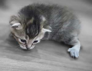 Süße Katzen 