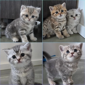 Bkh Kitten mit Stammbaum 