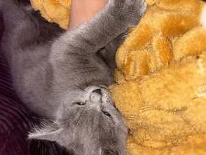 Bkh Kitten 