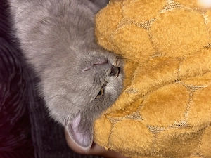 Bkh Kitten 