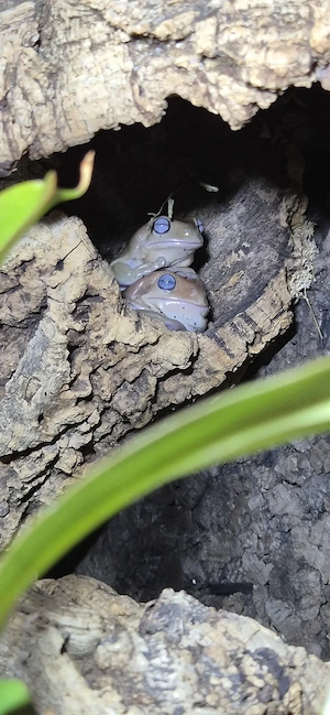 5 Litoria caerulea abzugeben