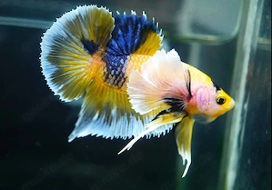 Betta Kampffisch 