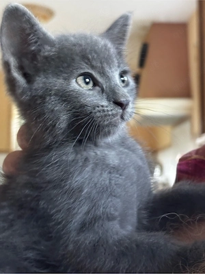 Unser Kleiner Bube Sucht ein Neues Für Immer Zuhause! 