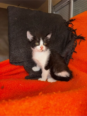 KatzenDame Sucht Ein Zuhause! 