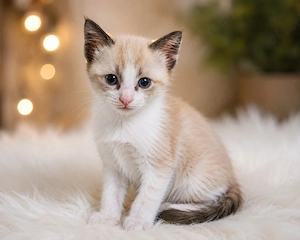 Baby.. Katzen 