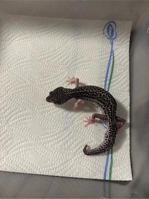 Leopardgecko's (0.3) Bild 3