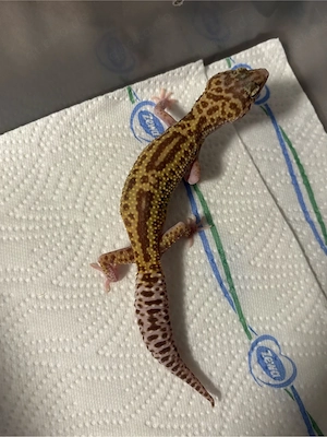 Leopardgecko's (0.3) Bild 6