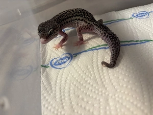 Leopardgecko's (0.3) Bild 4